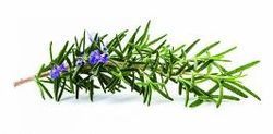 Aromablendz Rosemary Oil