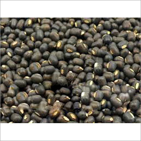 Black Gram Seeds