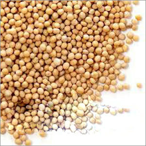 Yellow Mustard Seeds