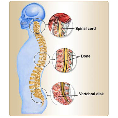 Spinal Column