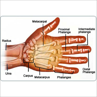 Hand