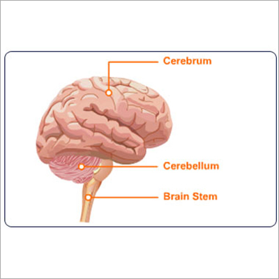Brain
