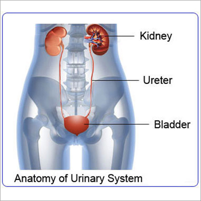 Urinary System