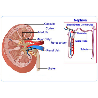 Kidney