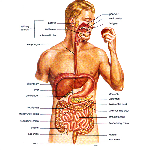 Digestive System