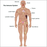 Immune System