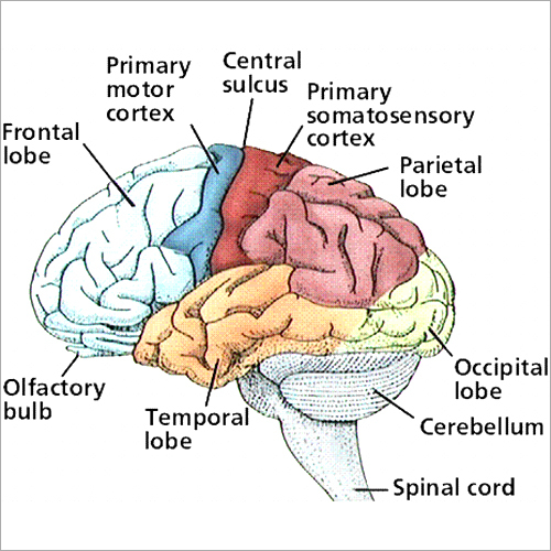 Neurophysiology