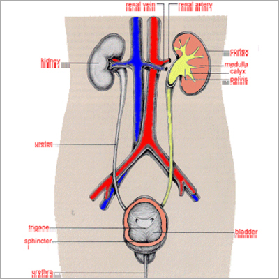 Renal System