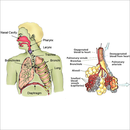Mechanics of Breathing