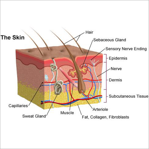 Integumentary System