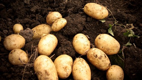 Potatoes