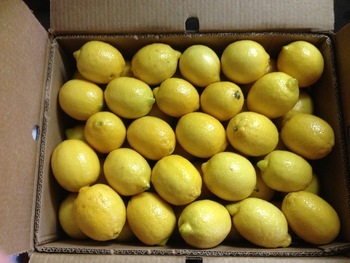 Fresh Yellow Lemon