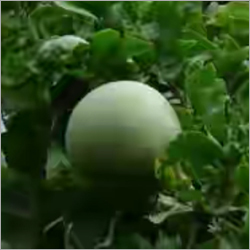 Bael Fruit