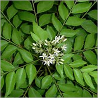Indian Curry Plant