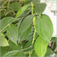 Black Pepper Leave