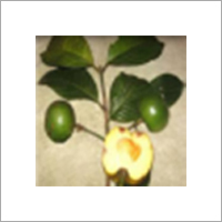 Garcinia Pedunculata Plant