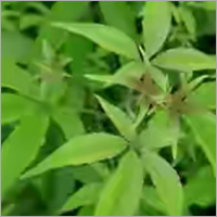 Karu Nochi