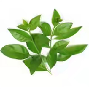Henna Leaves
