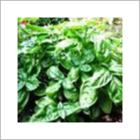 Sweet Basil