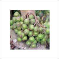 Ficus Racemosa