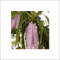 Kopou Orchid