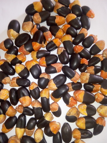Africana afzelia herbal seeds