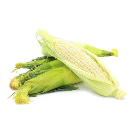 Maize