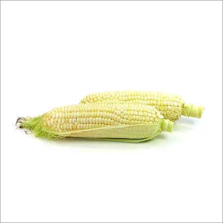 Fresh Maize - 15-20cm, Yellow | Sweet Taste, Fresh Produce, Nutritious, Versatile Use