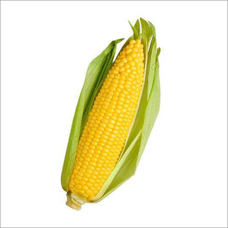 Yellow Maize