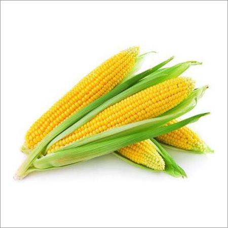 Pure Maize