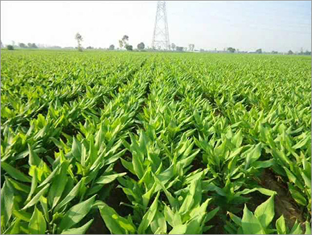 Turmeric Leaves