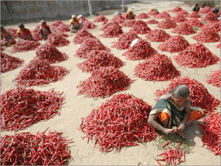 Fresh Red Chilli