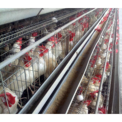 Layer Cage By JP POULTRY EQUIPMENTS PVT. LTD.