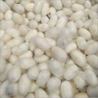 Silkworm Cocoons Waste