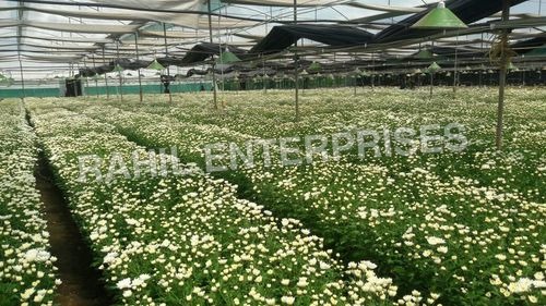 Flowers Inside Green House - Steel Frame Green Shade Net Covering | Increased Yield Reduced Pests Efficient Drip Irrigation Natural Ventilation Climate Control Disease Prevention Improved Quality