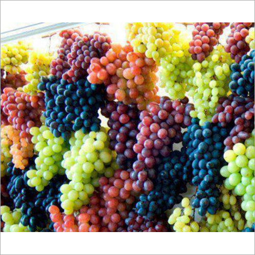 Fresh Grapes