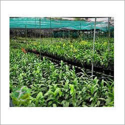 Nursery Net
