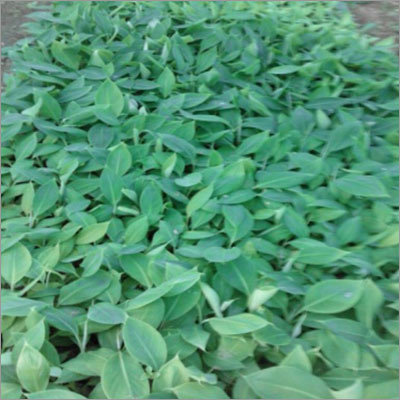 Tissue Culture Banana