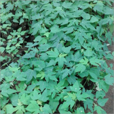 Red Lady Papaya