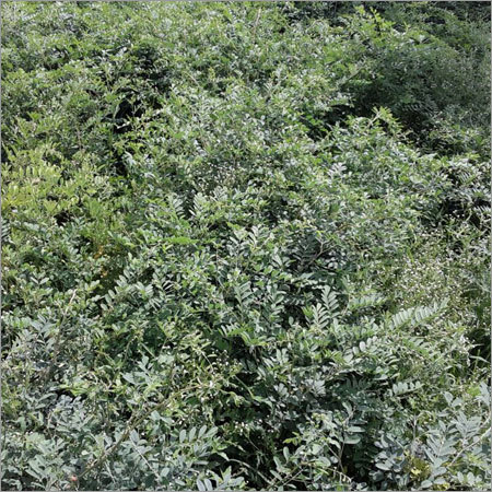 Natural Indigofera Tinctoria