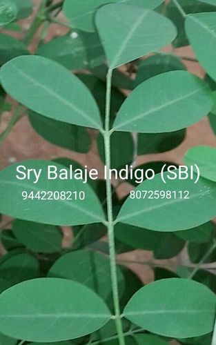 Natural Indigo Leaves
