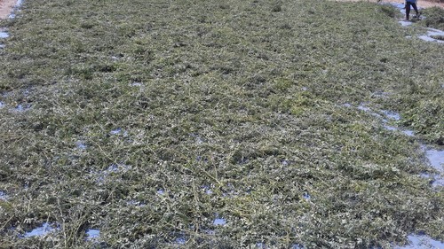 Indigo Natural Dry Leaves - Dried Herbs | Herbal Products for Natural Remedies and Culinary Uses