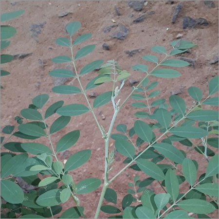 Natural Indigo Seeds