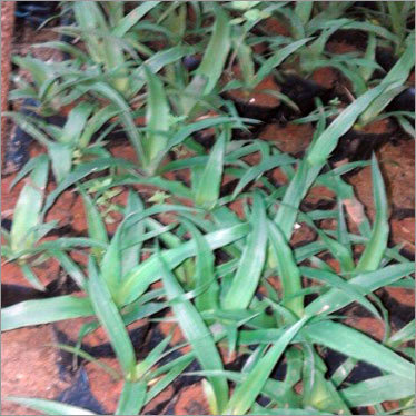 Pine Apple Plant