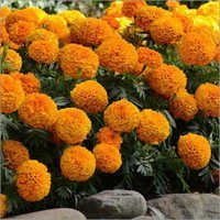 African Marigold Plant