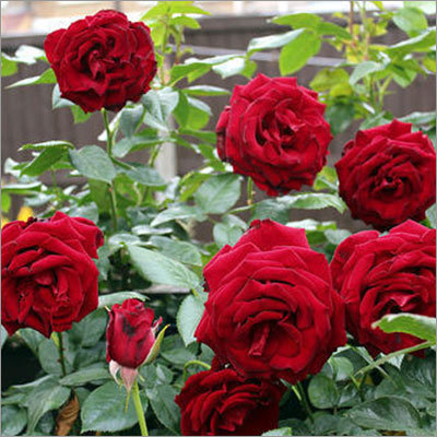 Red Rose
