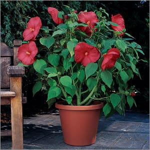 Red Hibiscus Plant