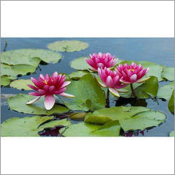 Lotus Plant