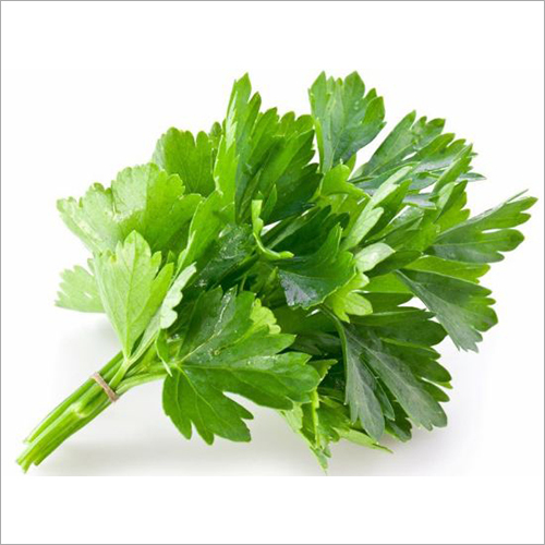 Fresh Coriander Leaf