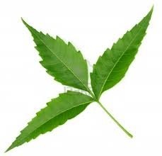 Neem leaf